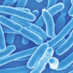 Микробиологические показатели зягрязнения воды: ОМЧ, ОКБ, ТКБ